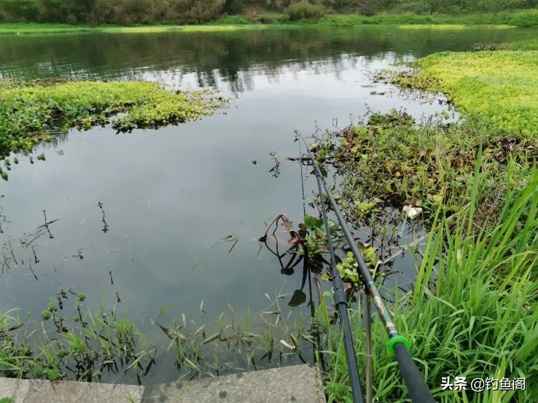 连续几天钓一个窝子鱼越钓越小,经常在同一个位置鱼越钓越小了