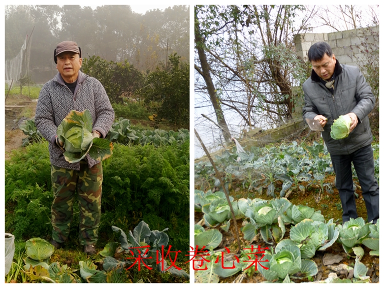甘蓝蔬菜档案介绍,十种蔬菜卷心菜