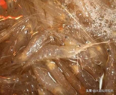 作为潮汕人，这89种海鲜你都能对上号吗