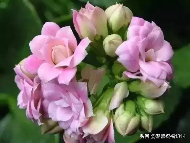 长寿花母亲节,母亲节长寿花视频