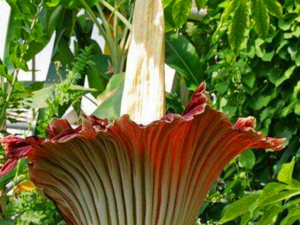 尸香魔芋什么时候迷惑胡八一,胡八一为什么没有被尸香魔芋迷惑