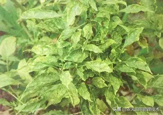 辣椒病毒病讲述与治疗方法，识别什么病毒病图片