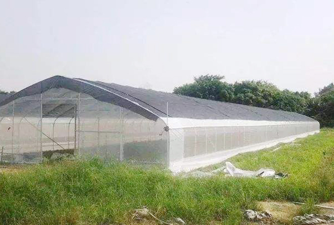 农村闲置大棚增多，种植大棚的前景不被看好，真的不行了吗？