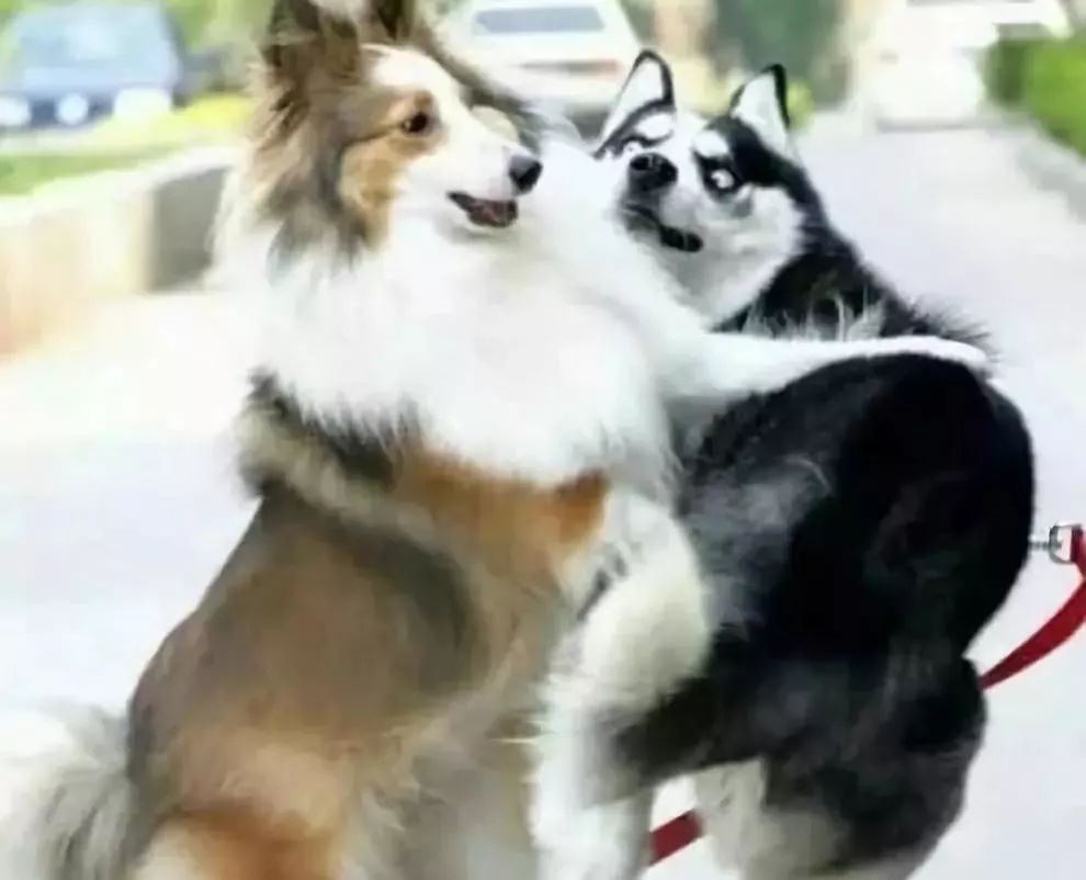 什么狗能打得过二哈,一群狗打二哈吓腿软