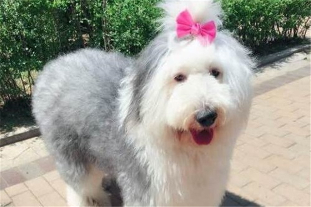 古牧为什么生的多,古牧为什么那么粘人