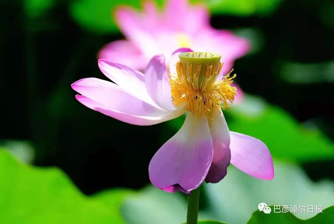 巴彦淖尔五一去处,巴彦淖尔市端午小长假适合去哪玩