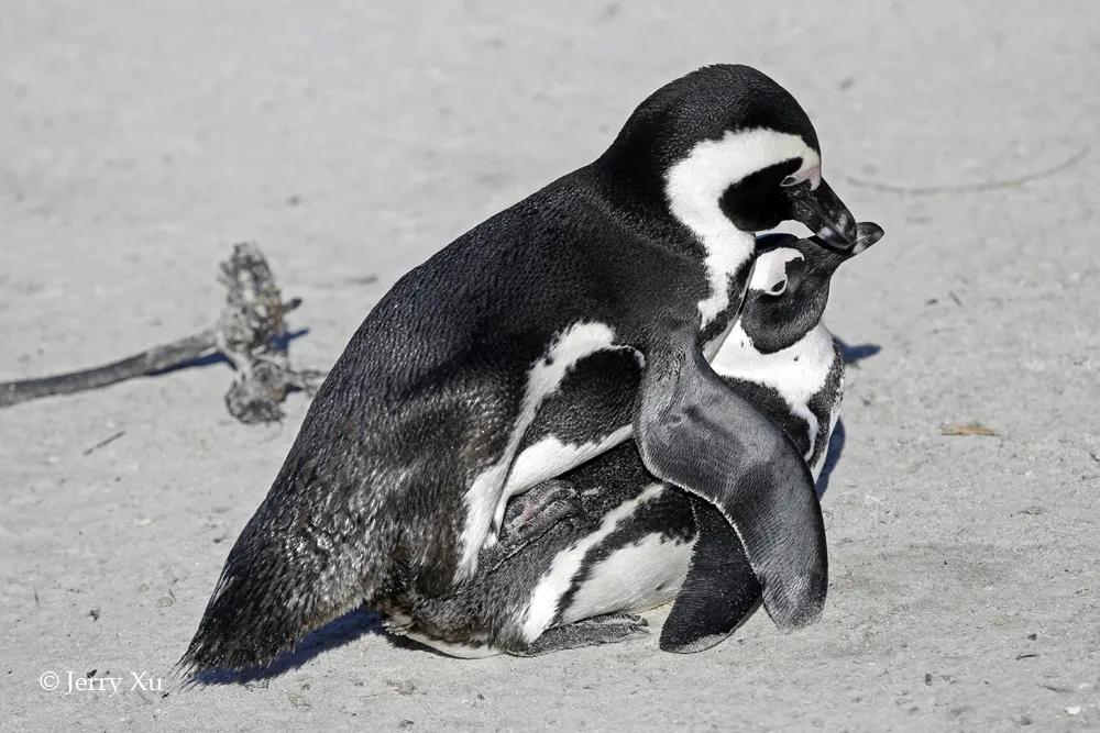 情人节，就该和爱的人*爱做**做的事