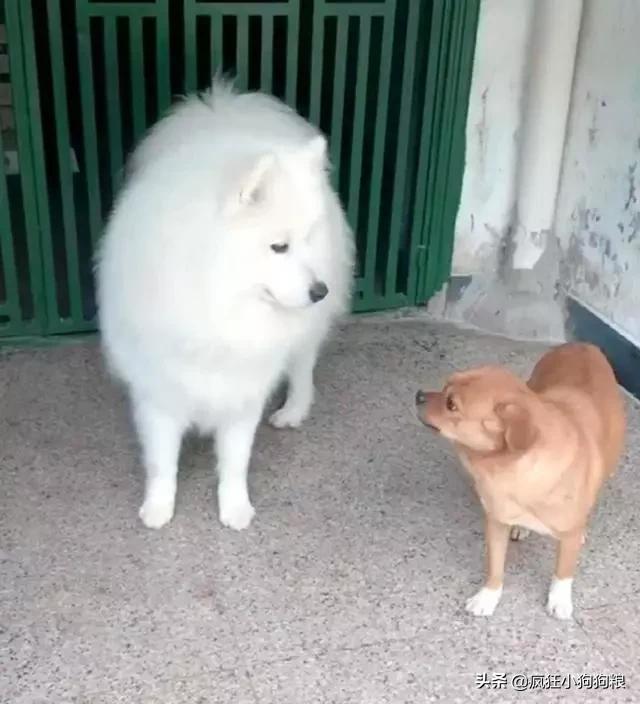 萨摩耶和田园犬一般哪个体型更大,萨摩耶和中华田园犬的关系很好