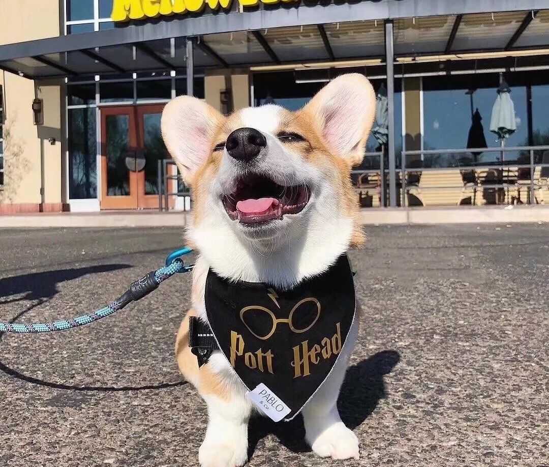 三个月柯基多久认主,多大的柯基能抱回家养