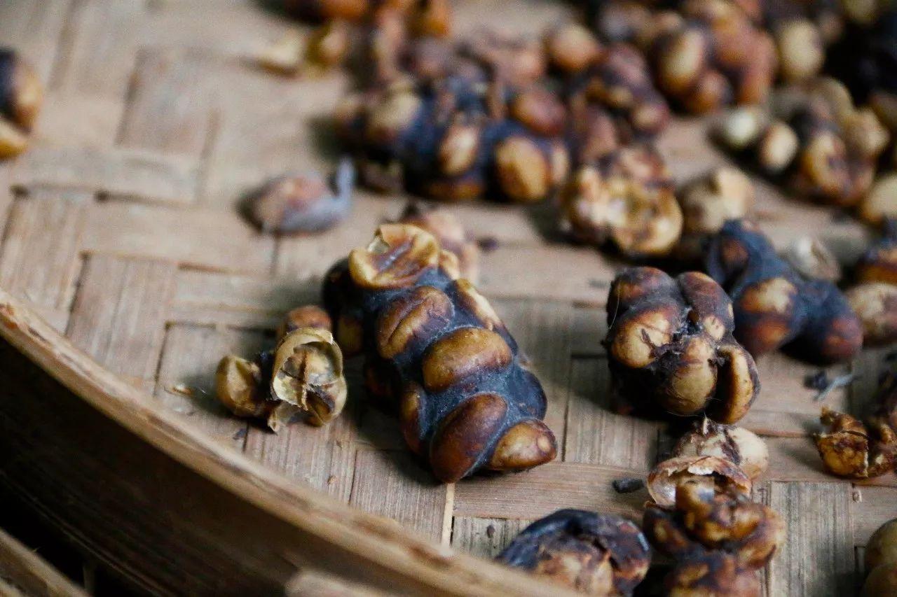 一杯咖啡卖到6200元,全网最正宗的猫屎咖啡