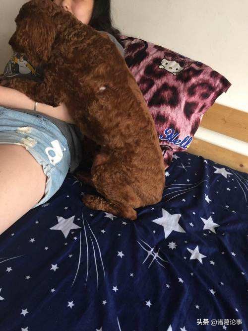 泰迪犬发情咋处理,泰迪犬发情期怎么缓解