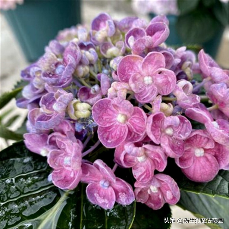 养绣球应该用什么花盆,养绣球花用什么土好