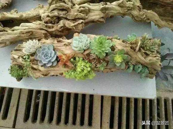 巧妙旧物改造塑料瓶变身手工花盆,旧物利用变废为宝制作花盆