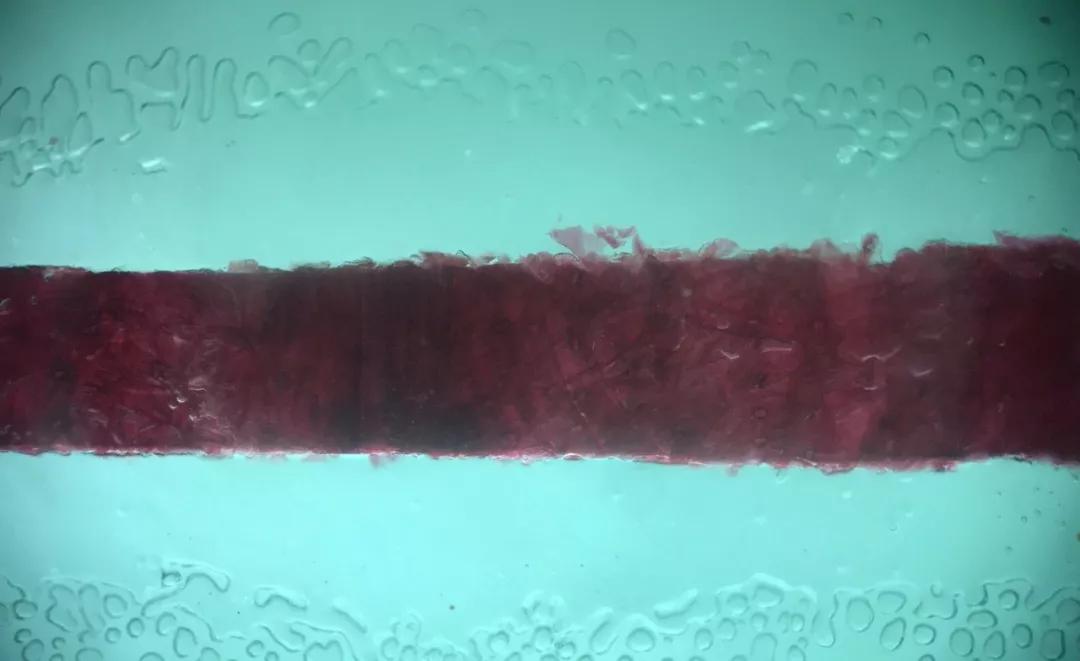 跳蚤在显微镜下长什么样,把显微镜放大40亿倍