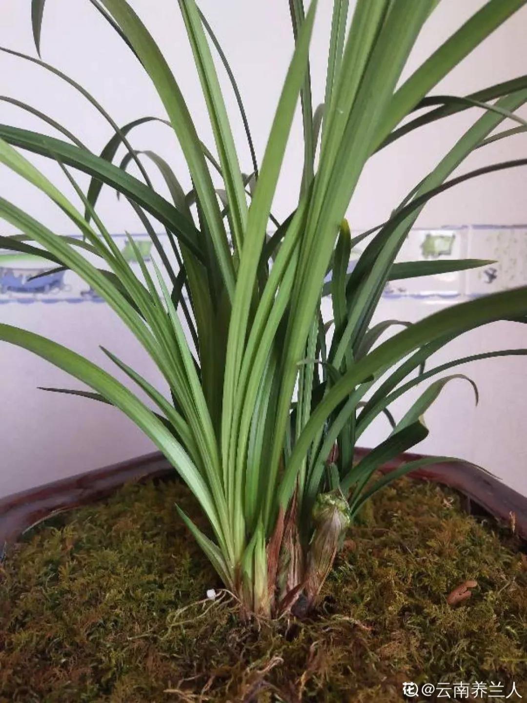 教你如何避开假货买到真品,一张图告诉你怎样分辨假货