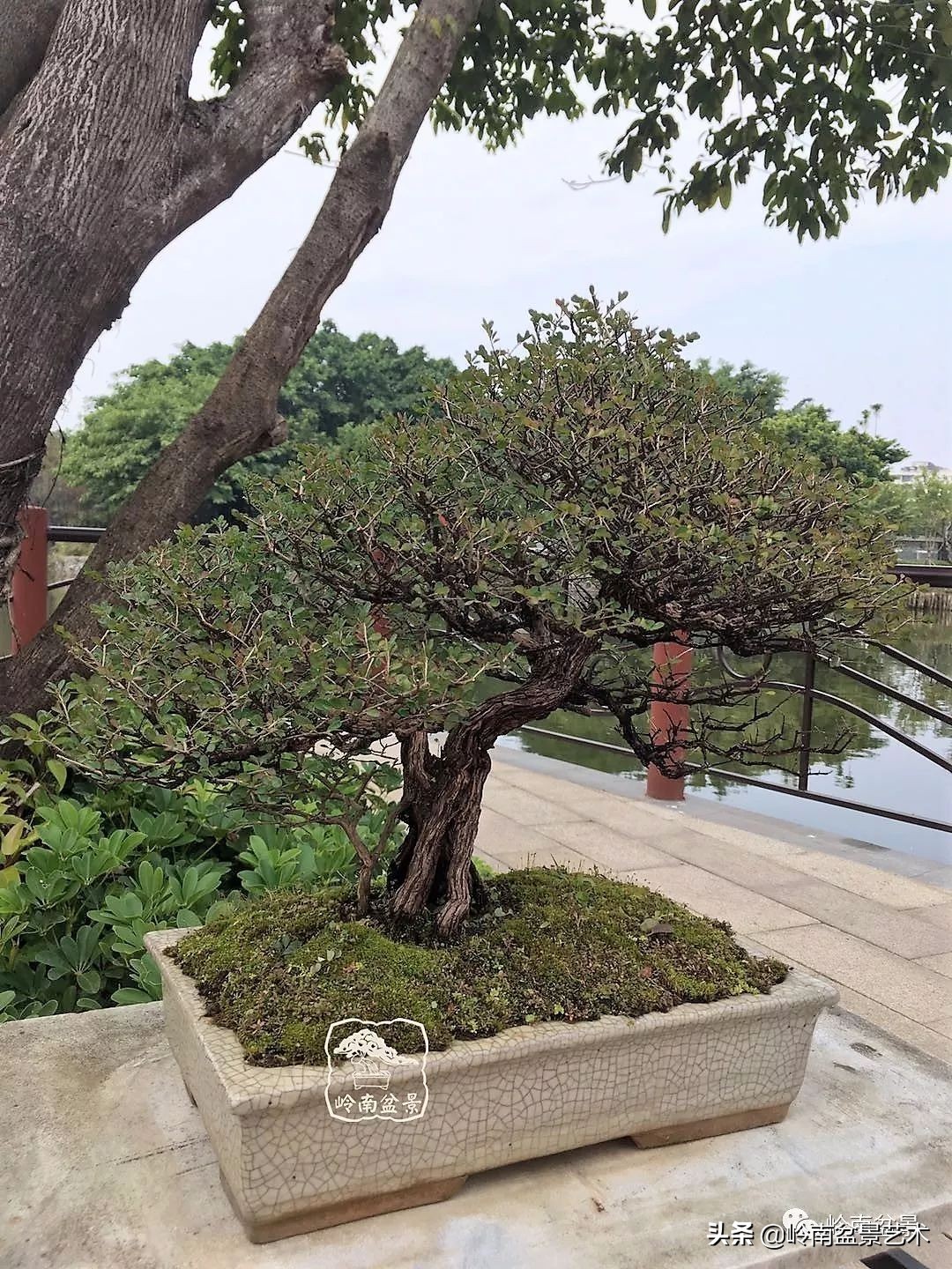 杂木盆景也毫不逊色,杂木盆景值钱吗