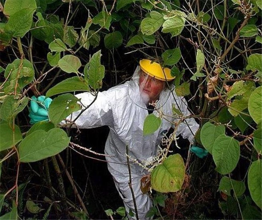 日本入侵中国的植物,日本入侵植物