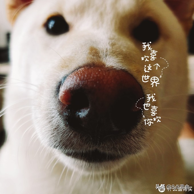 柴犬狗粮推荐掉毛多,柴犬狗粮推荐长肉