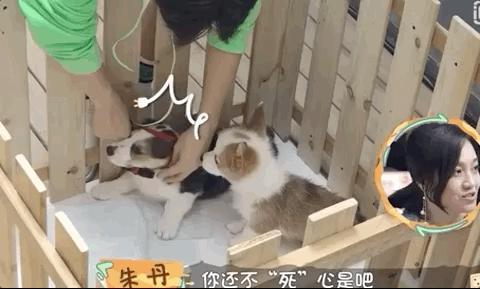 明星购物福利秒杀款,明星捡漏大赏完整视频