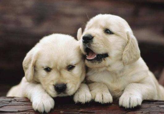 金毛犬身上的异味怎样去除,金毛臭怎么办教你4个妙招