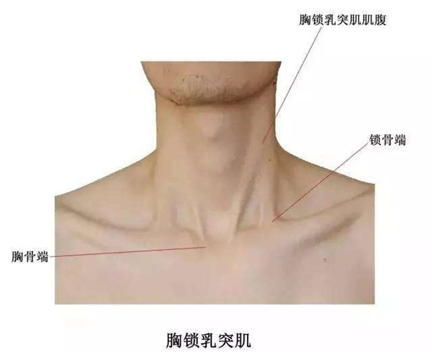 林氏三道灸视频全集,胸锁乳突肌僵硬紧绷如何艾灸