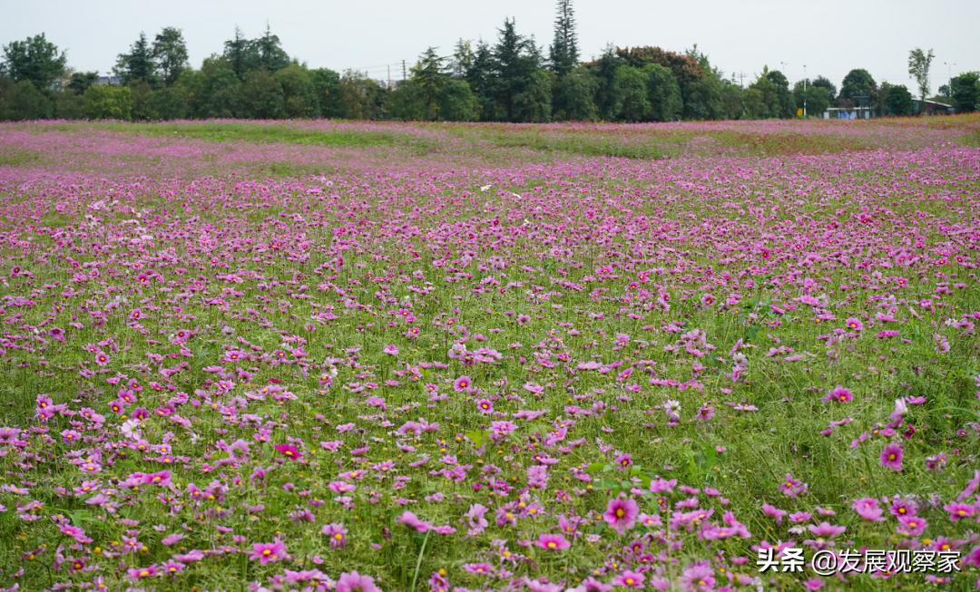 双流花海风景,双流紫色花海