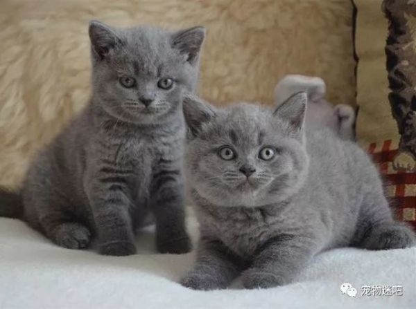 超级可爱萌宠动物,超可爱萌宠