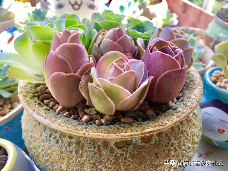 多肉山地玫瑰长黑点,山地玫瑰多肉主根黑了