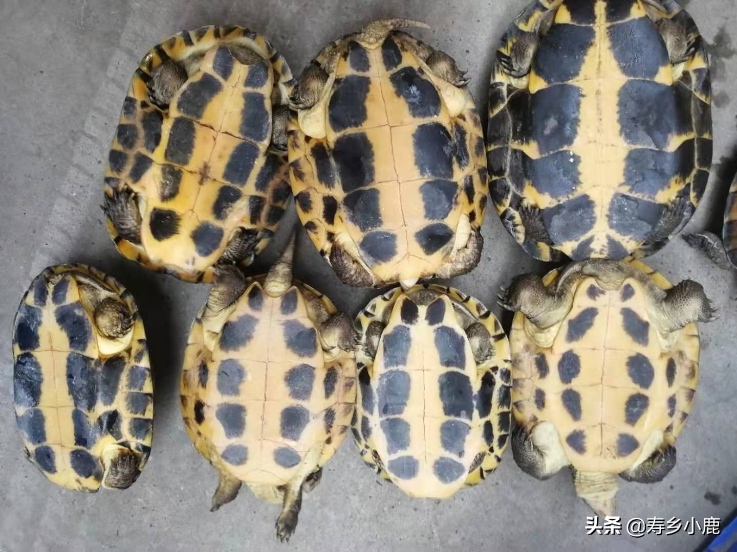 草龟是国家二级保护动物吗,捡到国家二级保护动物龟怎么处理