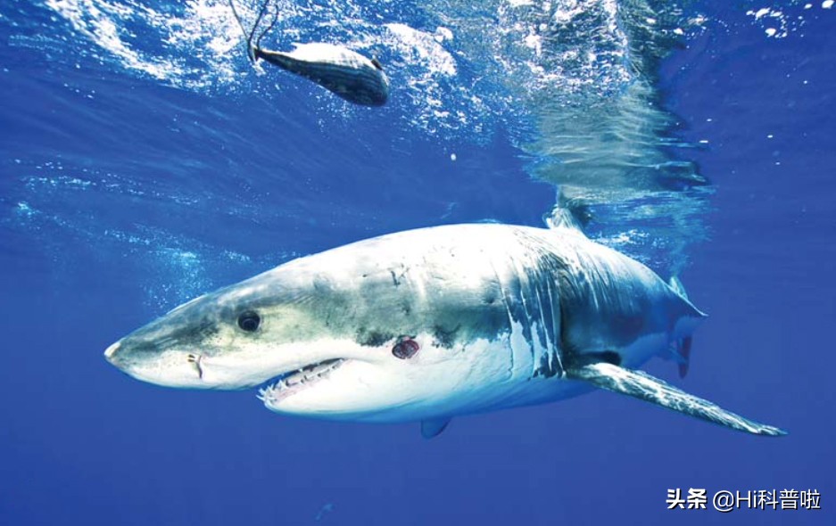 鐢熷悆铏庨哺鍜屽ぇ鐧介波鍜牬娼滆墖,澶х櫧椴ㄨ兘鍜牬铏庨哺