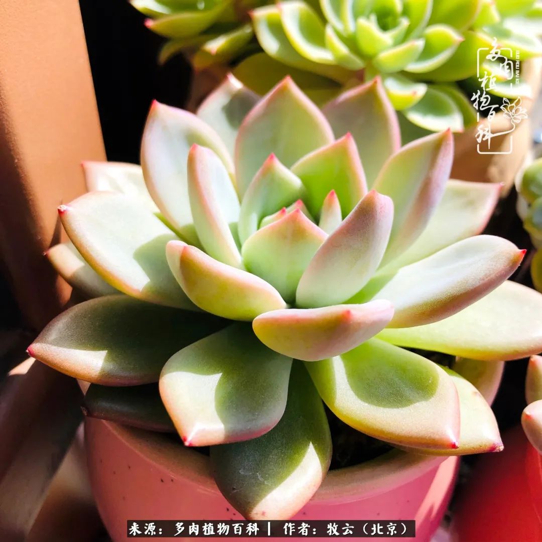 多肉植物生活,多肉生活充满诗意