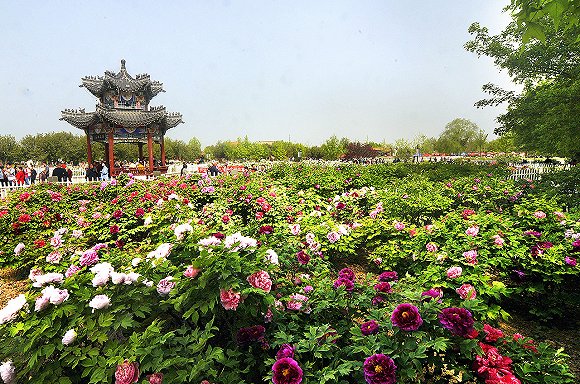 “疫”净花开，摘下口罩的那一天，我在山东等你