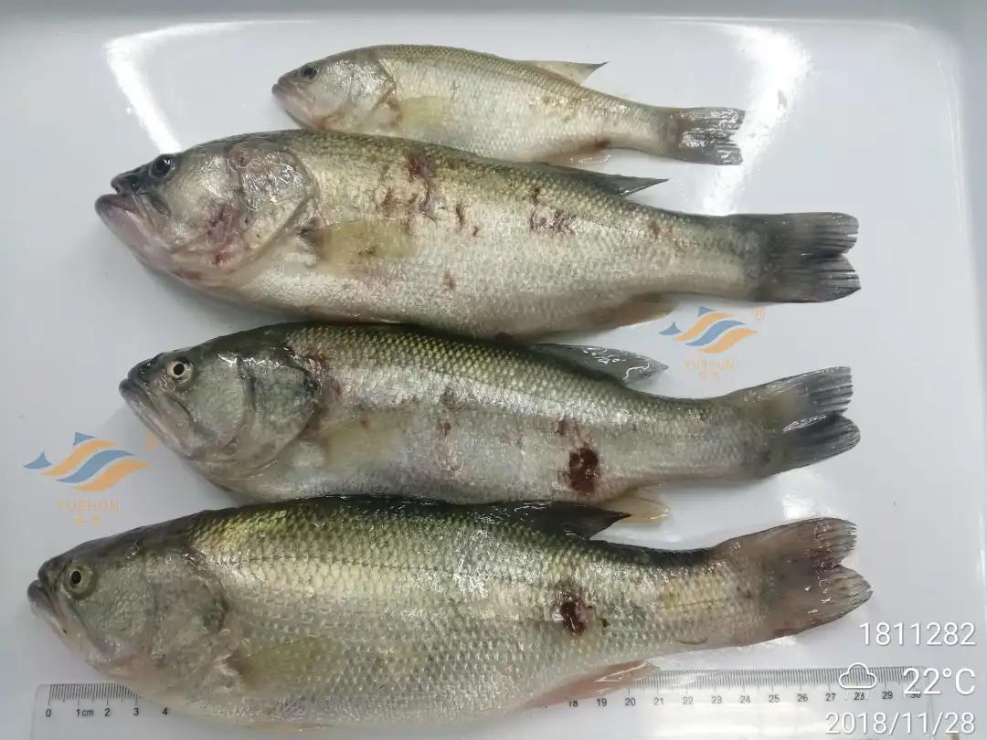 加州鲈常见病害及临床表现,加州鲈黑斑病