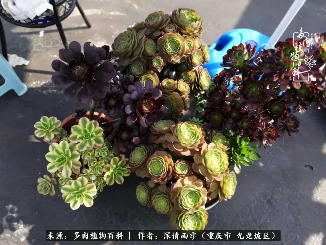 在重庆养多肉养的是一种信仰,重庆养多肉适合用什么土