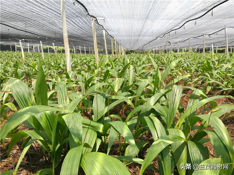 未来十年十大最佳种植前景中药材,中药材种植什么品种前景好易管理