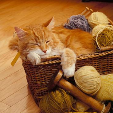 养猫会把家里的家具抓烂吗,养猫被挠了