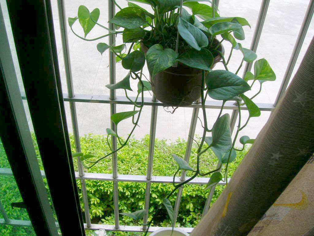 绿萝能直接泡鱼缸里养吗,绿萝枝叶放在鱼缸中会释放氧气吗