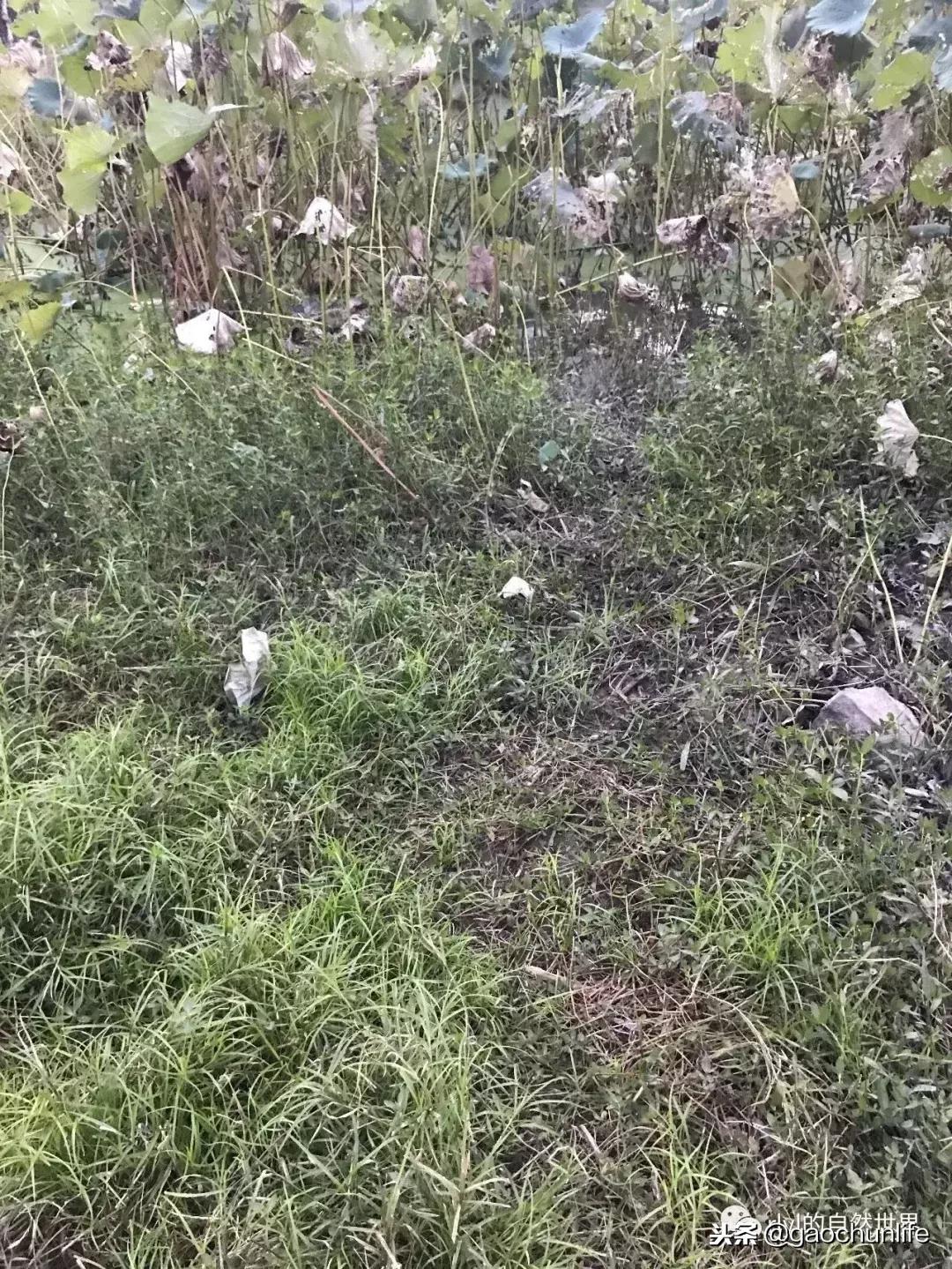 大草龟和小草龟谁好养,变异草龟和草龟的区别