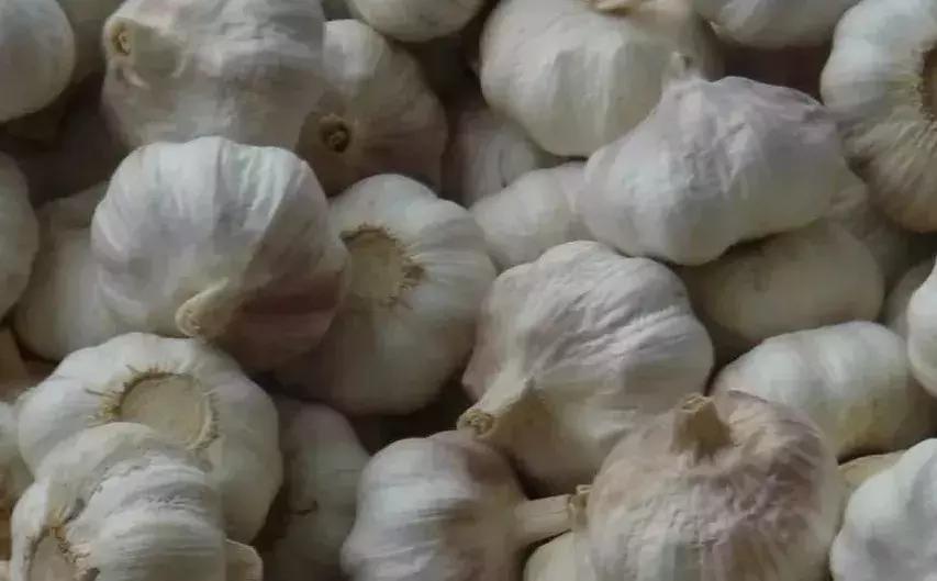 中草药防治鱼病效果好的有哪些,专治鱼病的中药配方