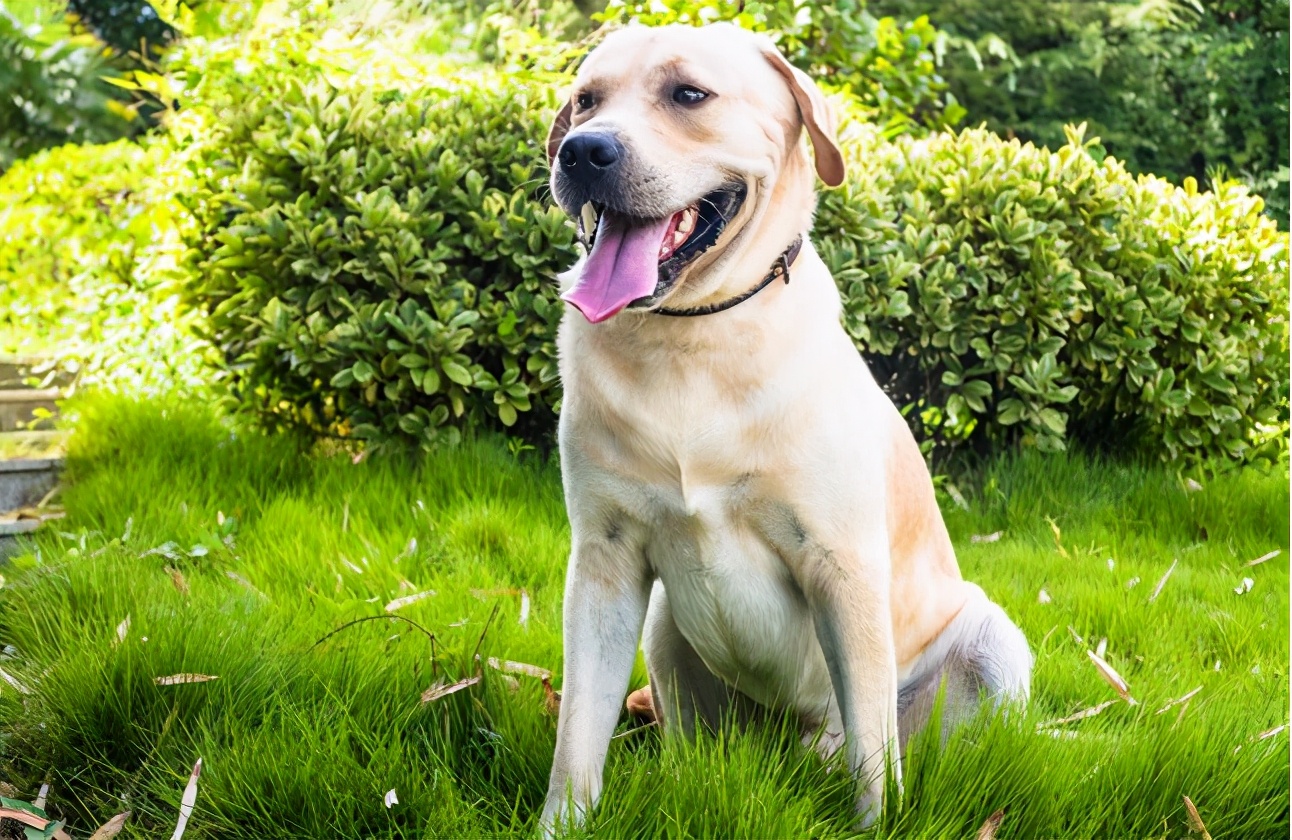 拉布拉多挑食不吃饭是不是有虫子,拉布拉多就是不吃狗粮咋办