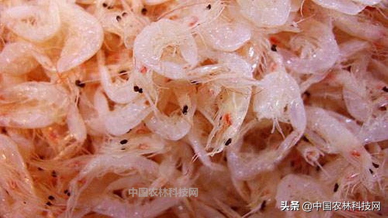 春节快到了买年货注意什么,过年海鲜干货类年货必备