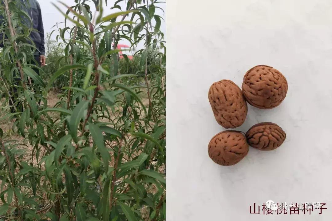 最抗病的桃砧木,山桃砧木和毛桃砧木有什么区别