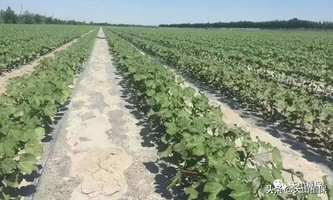 棉花后期防早衰的方法,棉花早衰的表现