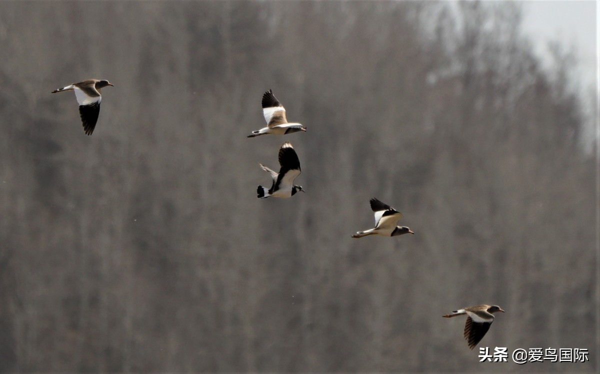 鐖遍笩绉戞櫘楦熺被鎽勫奖,鐖遍笩鎶ら笩绉戞櫘