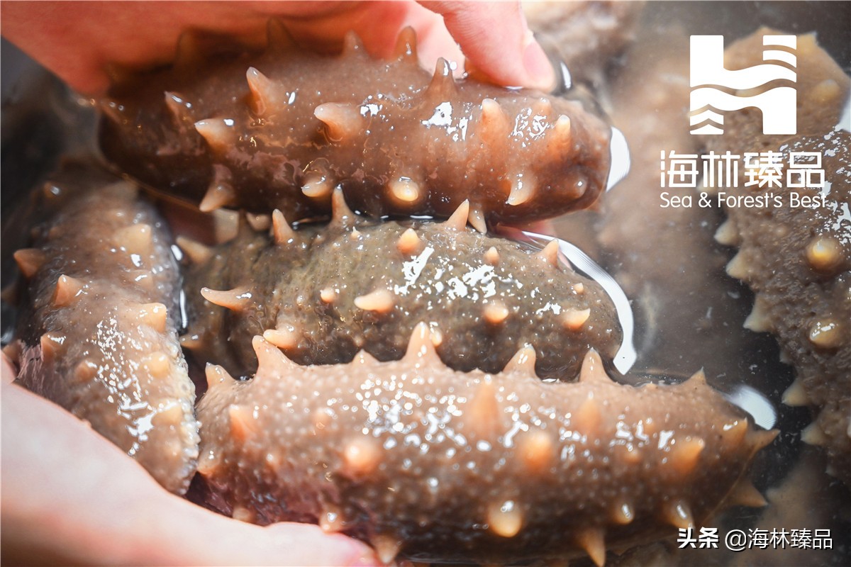 探秘海参的捕捞过程,野生海参采捕视频大全