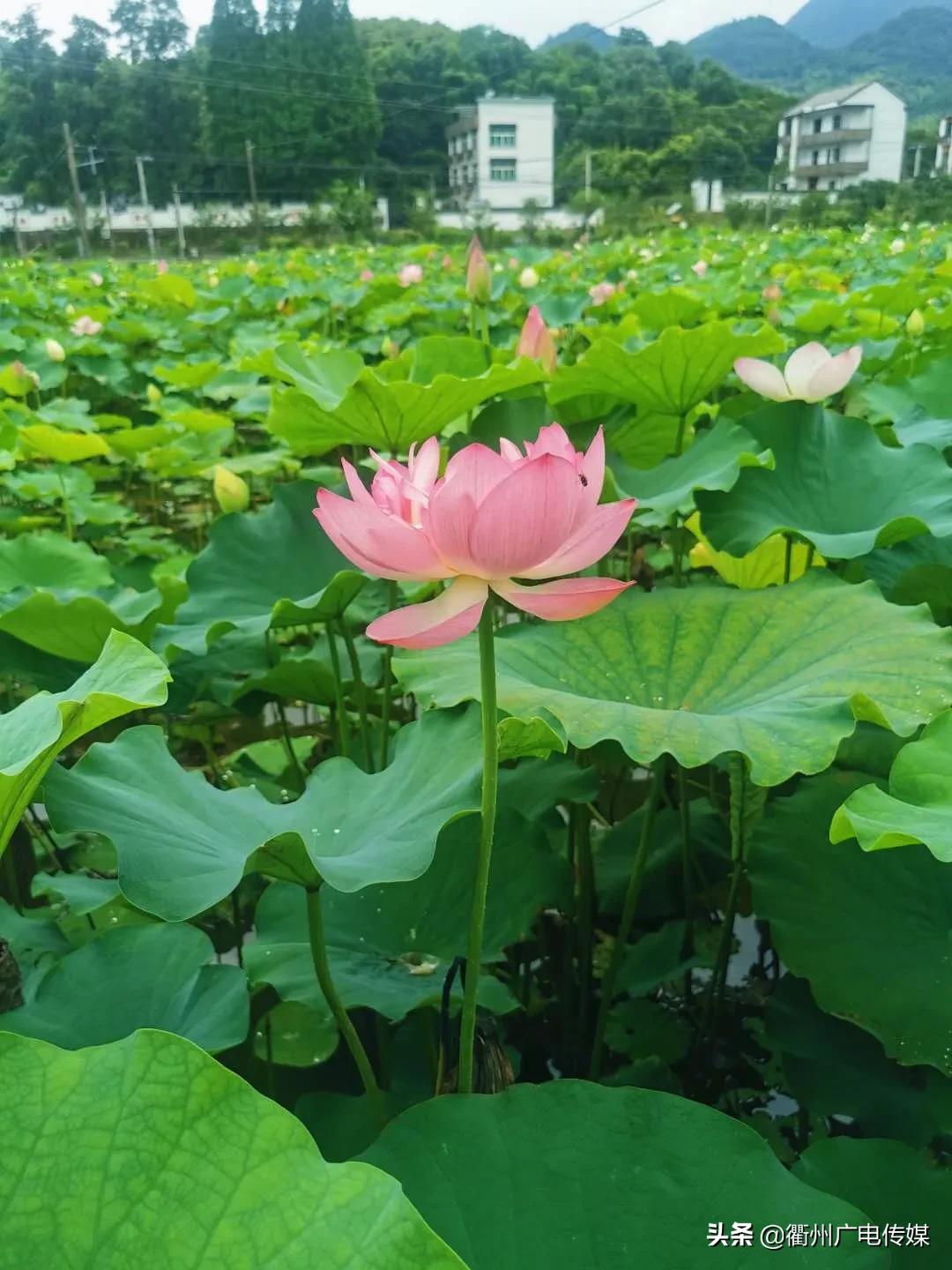赏荷地图最新版,衢州赏荷