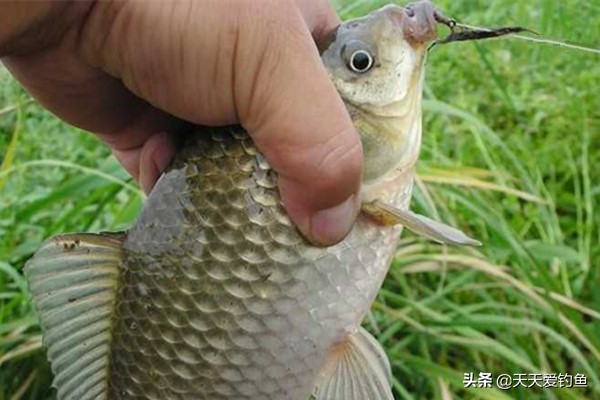 最好用的民间饵料配方,野钓常用的9个饵料配方