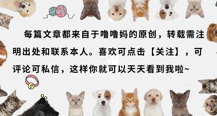 贪便宜花800元买了只蓝猫，一身猫癣还传染给了自己（真实案例）