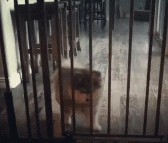 搞笑gif开心一刻原来高手在民间,搞笑gif你大爷果然还是你大爷