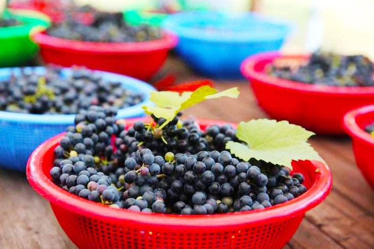 农村的野果子有哪些,农村的野果子真好吃